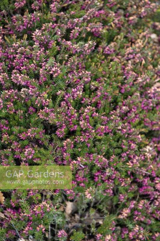 Erica carnea 'Nathalie'