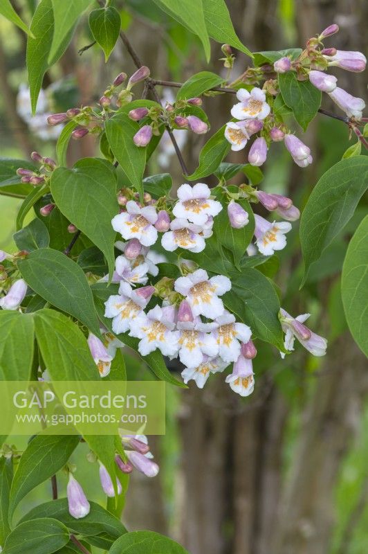 Dipelta floribunda syn. Linnaea dipleta - Rosy dipelta 