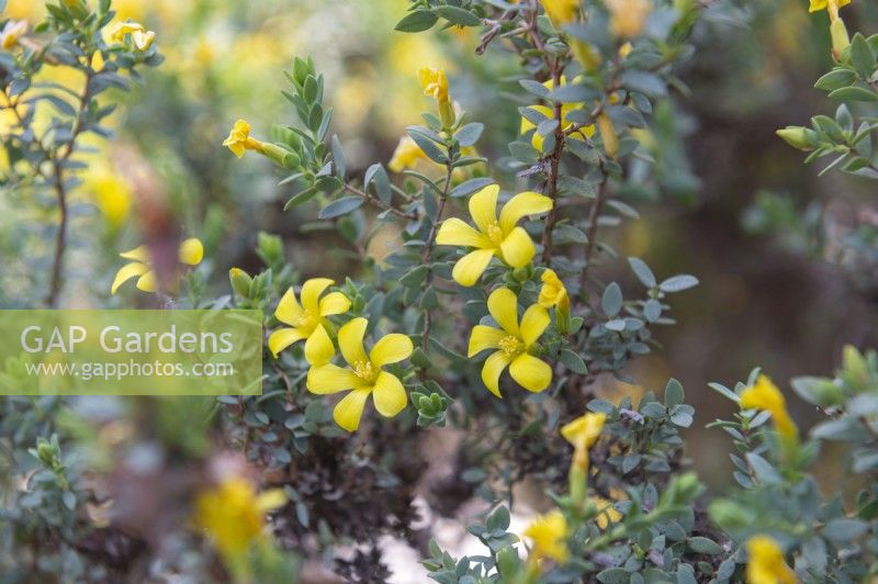 Hypericum aegypticum shrubby St. John's wort 