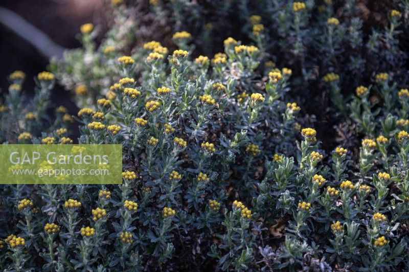 Helichrysum splendidum 