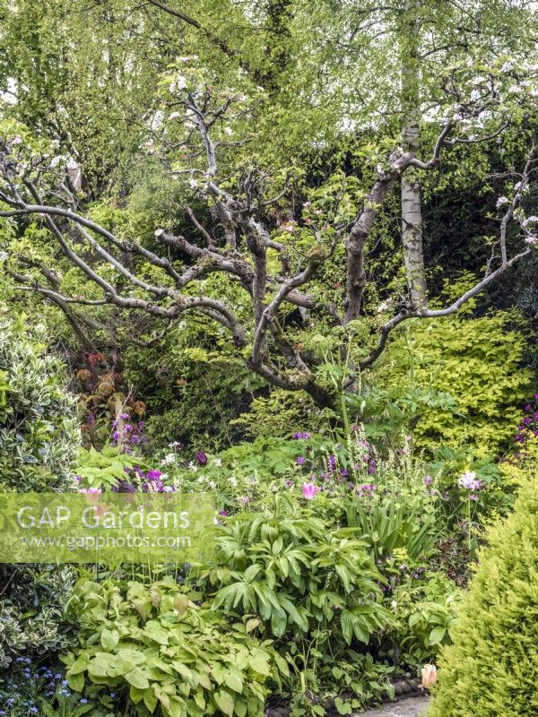 Country garden featuring a mixed herbaceous border of Lunaria annua,Tellima grandiflora, Epimedium, Myosotis, Tulipa 'China Pink' underneath a mature Malus sylvestris - crab apple tree and a backdrop with silver birch tree