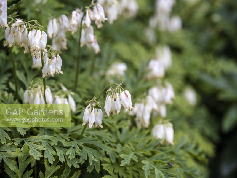 Dicentra formosa 'Aurora'