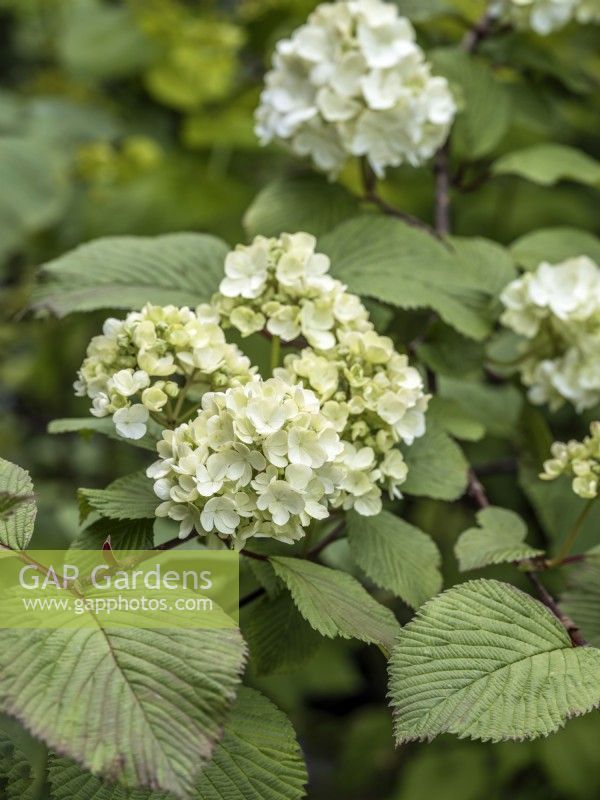 Viburnum plicatum 'Popcorn'