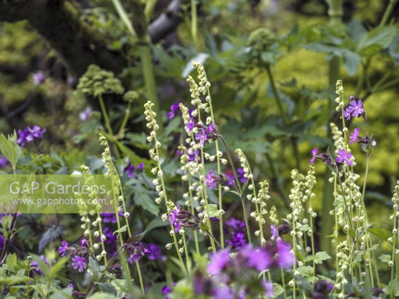 Border with Tellima grandiflora and Silene dioica