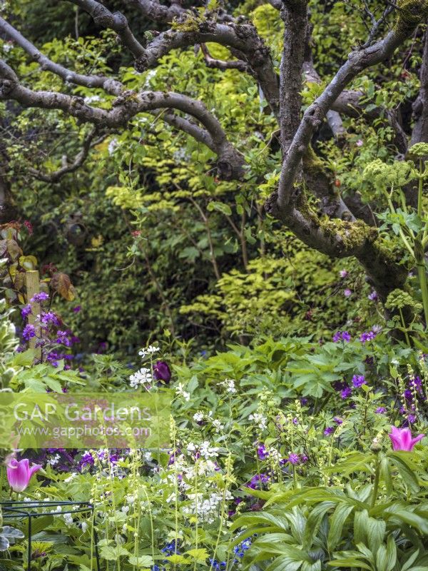 Country garden featuring a mixed herbaceous border of Lunaria annua,Tellima grandiflora, Tulipa 'China Pink' underneath a mature Malus sylvestris - crab apple tree