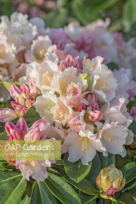 Rhododendron 'Golden Torch' flowering in Spring - May