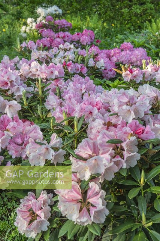 Rhododendron 'Vintage Rose' flowering in Spring - May