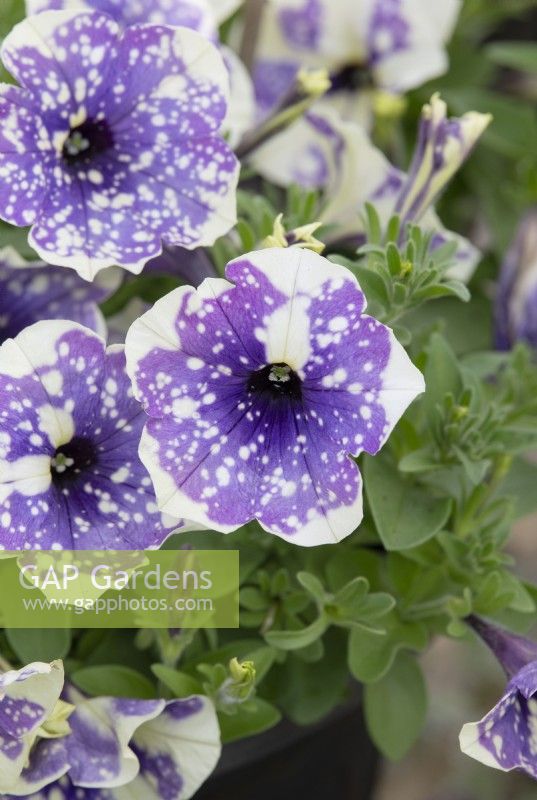 Petunia 'Blueberry Sky'