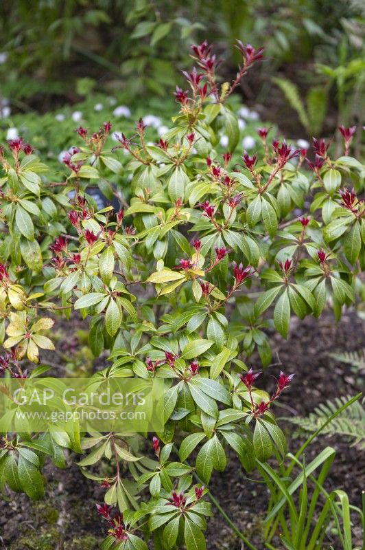 Pieris japonica 'Katsura'