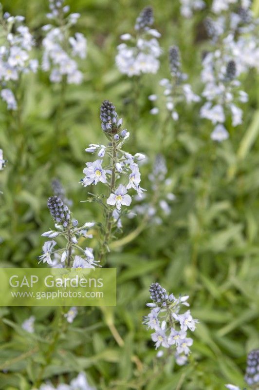 Veronica gentianoides,  gentian speedwell