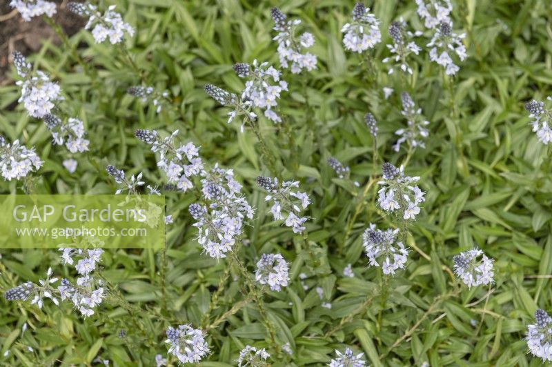 Veronica gentianoides,  gentian speedwell