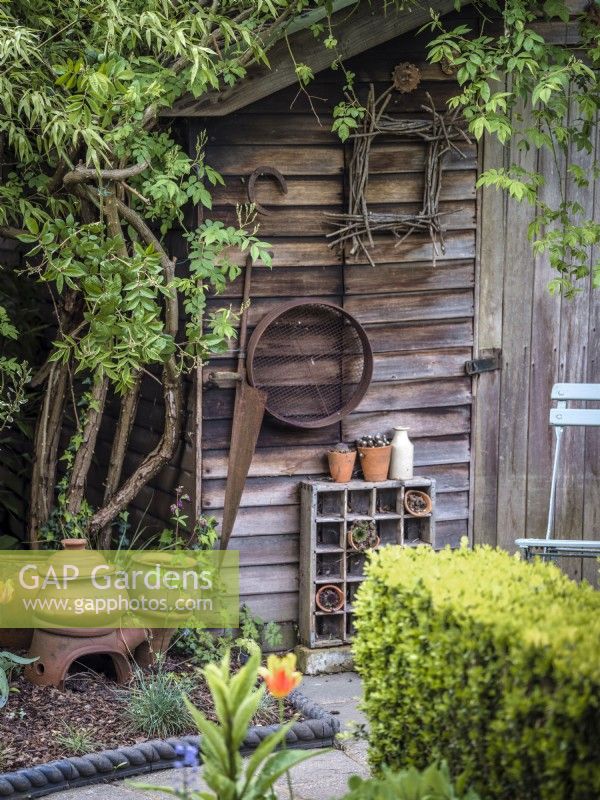 Garden shed in spring covered with a rambling rose, a collection of old gardening tools and display of terracotta pots