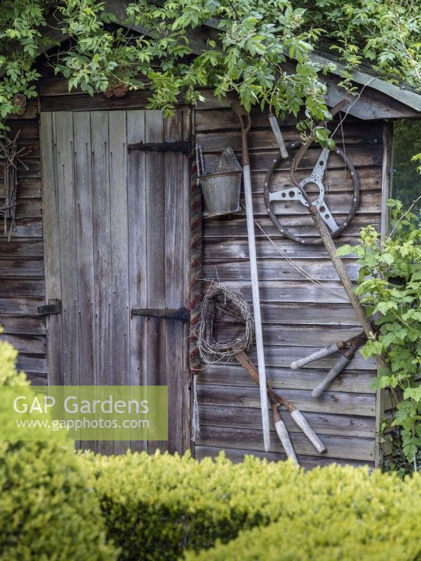 Garden shed covered with a rambling rose, and a collection of old gardening tools
