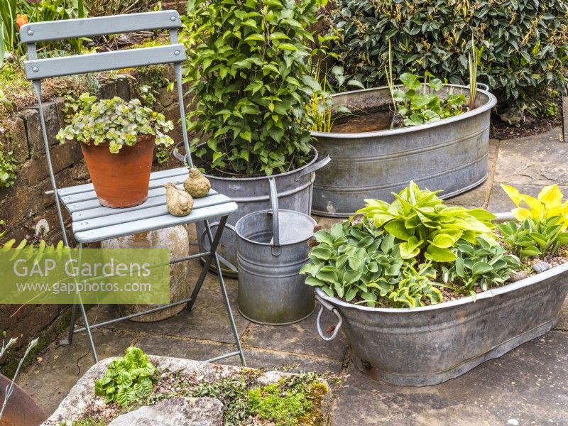 Galvanised pots and trough planters on patio filled with small hostas and a chair with terracotta pot and ornaments