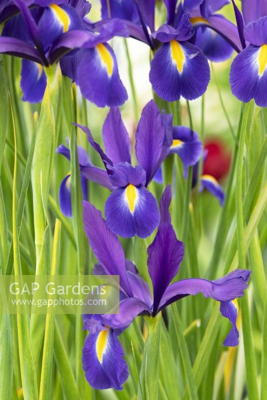 Iris hollandica 'Discovery' - Dutch Iris