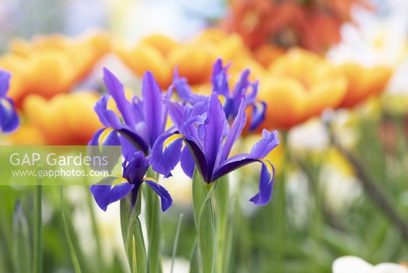 Iris hollandica 'Discovery' - Dutch Iris