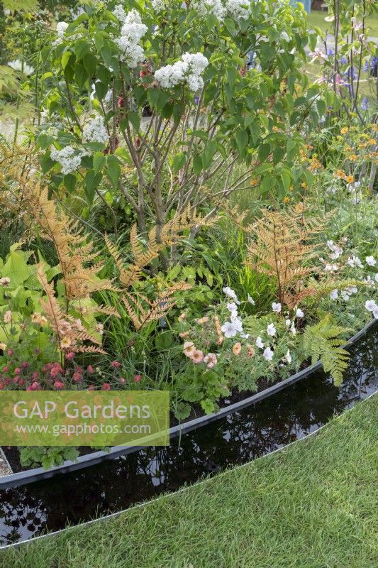 View of the edge of the garden showing circular rill and perennial planting including Dryopteris erythrosora fern and geums. The Macmillan Legacy Garden at RHS Malvern Spring Festival 2024. Designed by TJ Kennedy and Kerianne Fitzpatrick