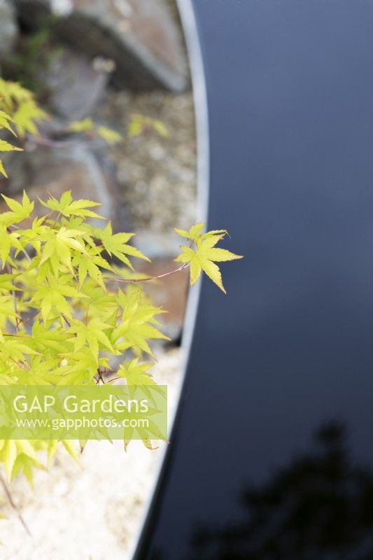 Acer tree foliage next to water rill in the The Macmillan Legacy Garden at RHS Malvern Spring Festival 2024. Designed by TJ Kennedy and Kerianne Fitzpatrick