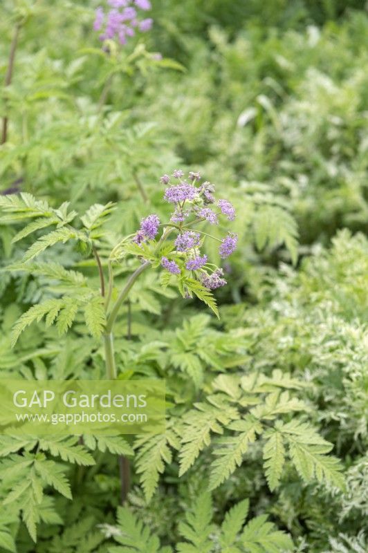 Chaerophyllum hirsutum 'Roseum' hairy chervil