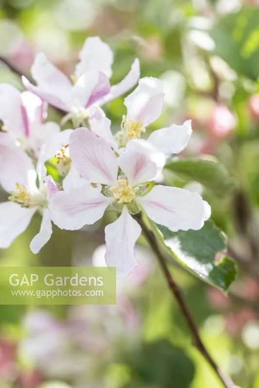 Apple 'Braeburn' blossom