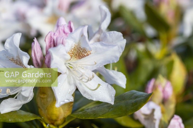 Rhododendron 'Cunninghams White'