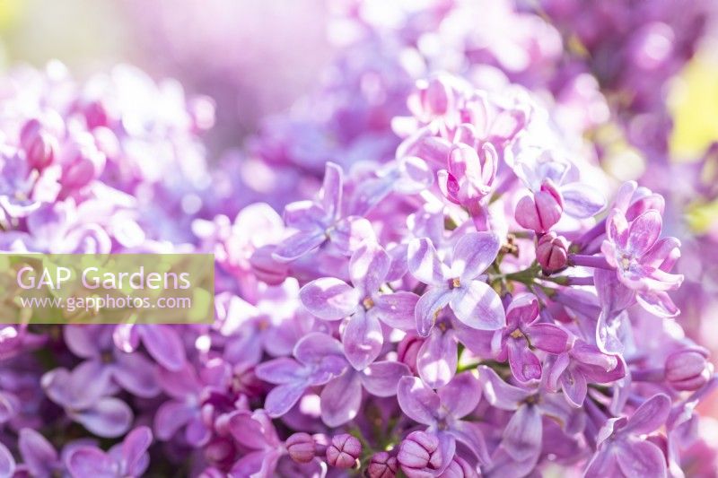 Syringa vulgaris 'Ruhm Von Horstenstein' - Lilac