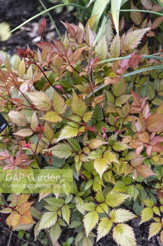 Astilbe x arendsii 'Pink Curtsey' false spirea.