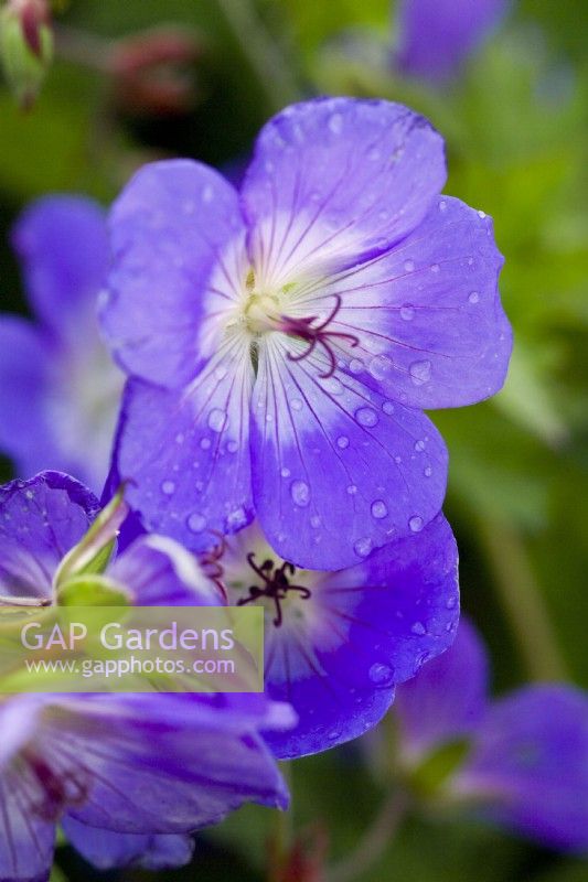 Geranium Rozanne