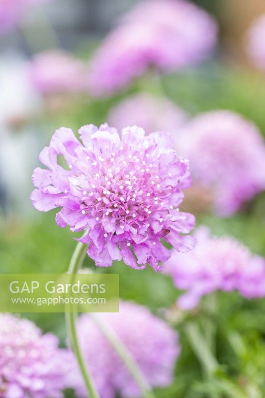 Scabious 'Pink Mist'