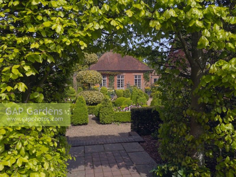 Entrance to the dutch garden with Box topiary and clipped Holly 'Golden King' at East ruston old vicarage garden Norfolk