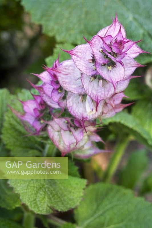 Salvia sclarea var. turkestanica - Clary sage