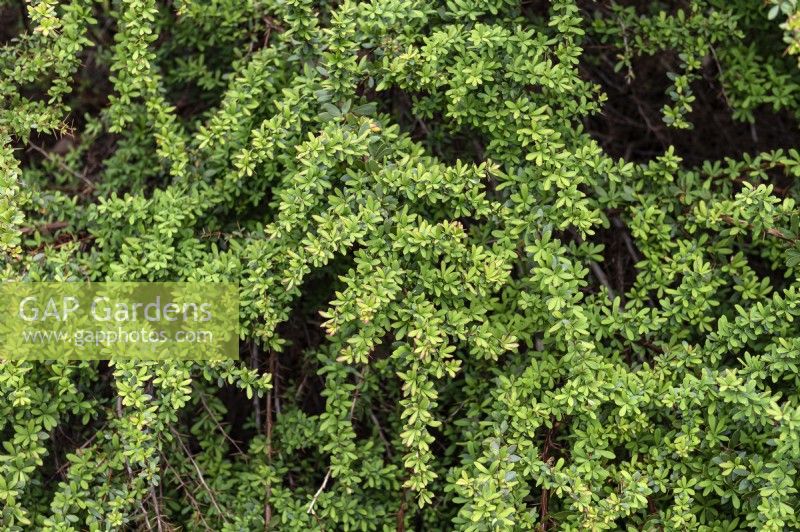 Berberis wilsoniae 'Ilse' Mrs. Wilson's barberry