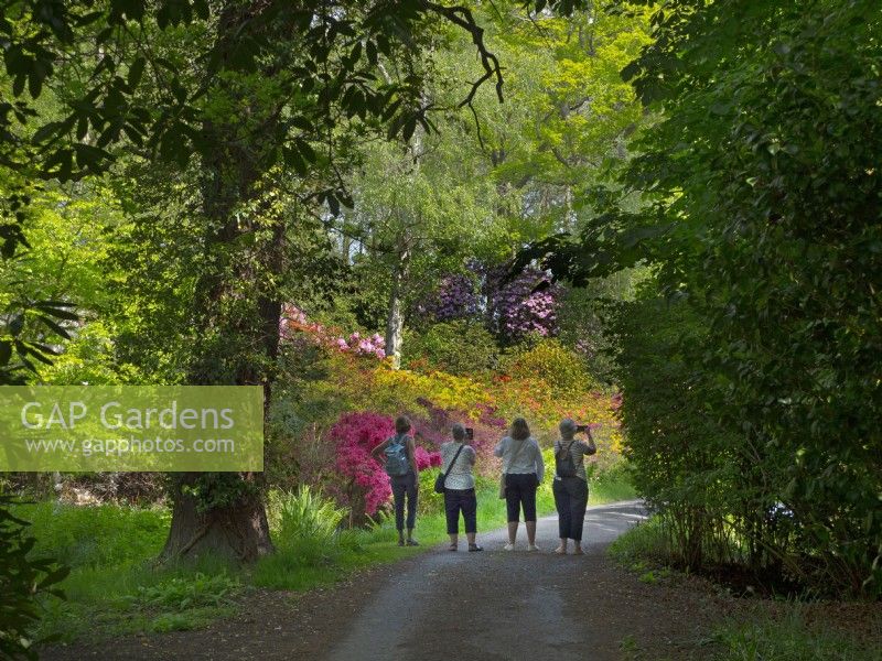 A group of ladies and  Rhododendrons in woodland  at Hoveton Hall Estate Gardens, UK.