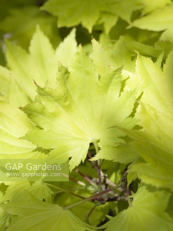 Acer shirasawanum 'Aureum' - Golden Full Moon Maple