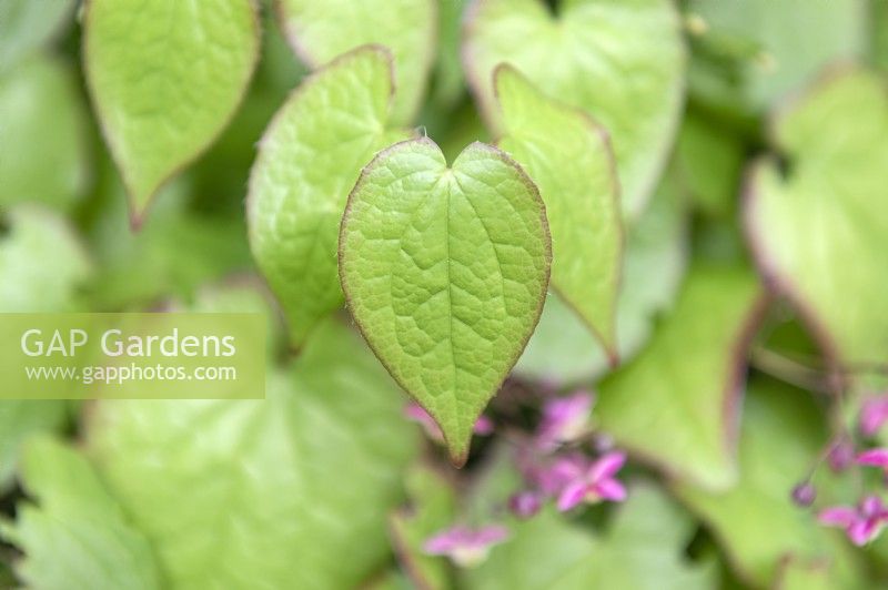 Epimedium rubrum 'Sweetheart' red barrenwort