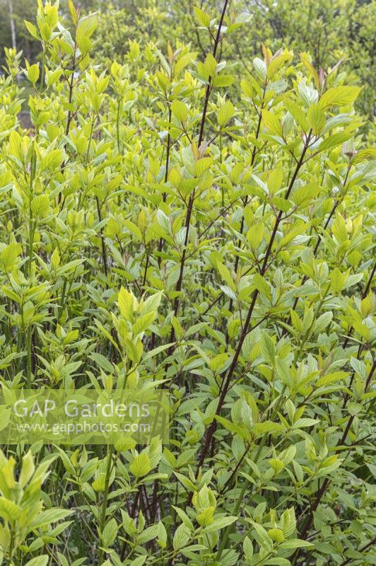 Cornus sericea 'Bud's Yellow' Red osier dogwood