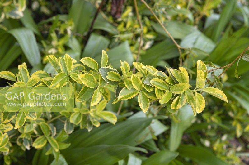 Euonymus fortunei 'Blondy' spindle