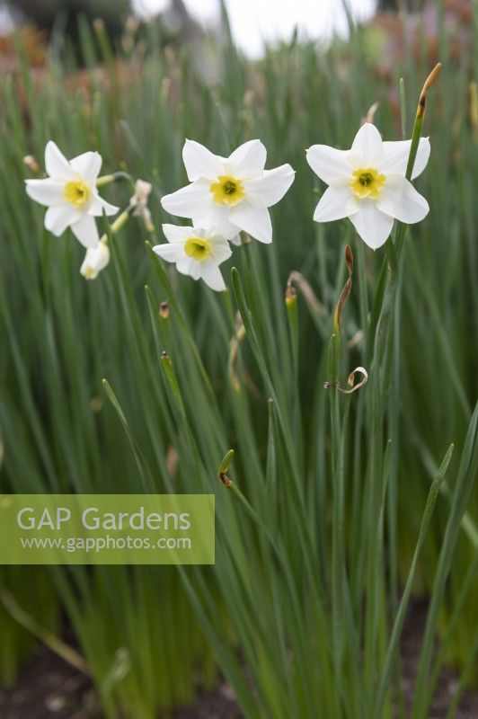 Narcissus 'Minnow' daffodil