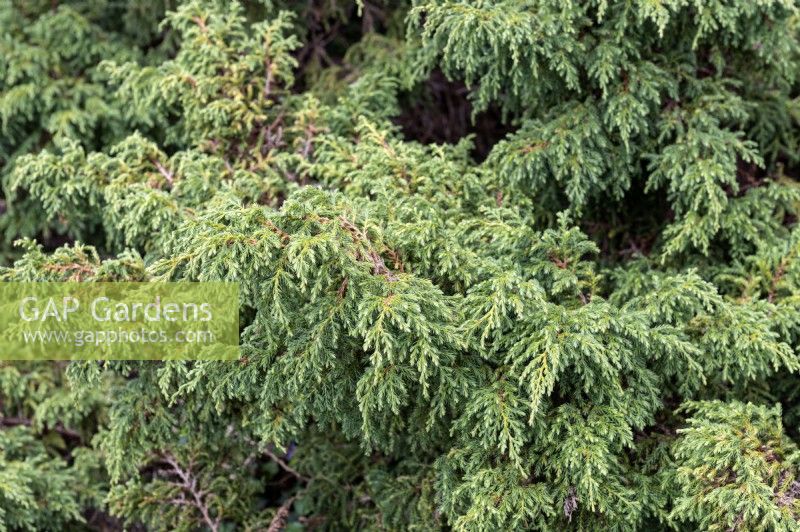 Juniperus davurica 'Expansa' Parson's juniper 