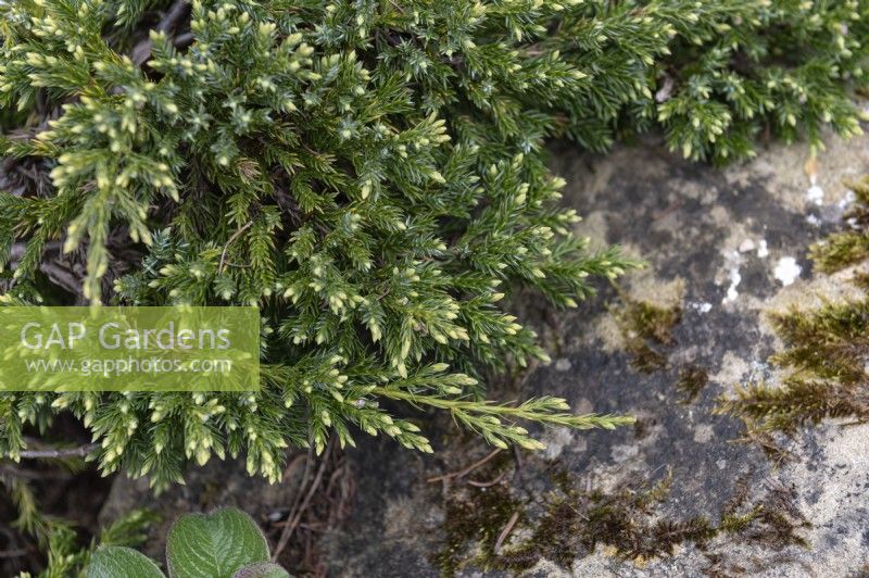 Juniperus Squamata 'Blue carpet' Juniper