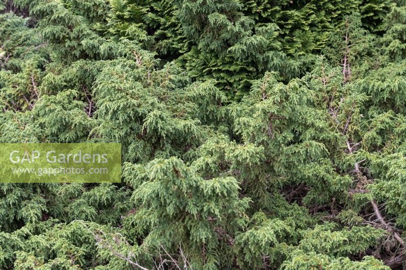 Juniperus davurica 'Expansa' Parson's juniper 