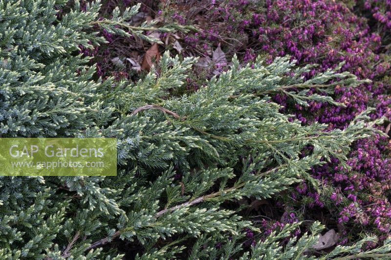 Juniperus Squamata 'Blue carpet' and Erica carnea f. aureifolia 'Aurea'