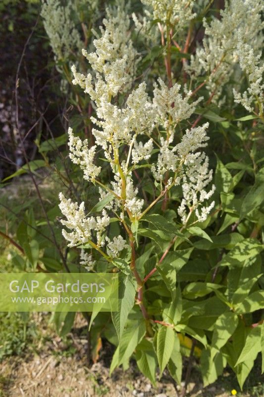 Persicaria polymorpha - white fleece flower staked with birch twigs