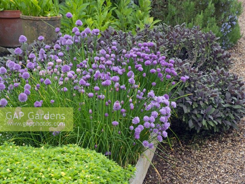 Allium schoenoprasum - Chives  and  Salvia officinalis purpurea - Purple Sage