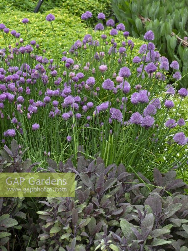 Allium schoenoprasum - Chives and Salvia officinalis purpurea - Purple Sage