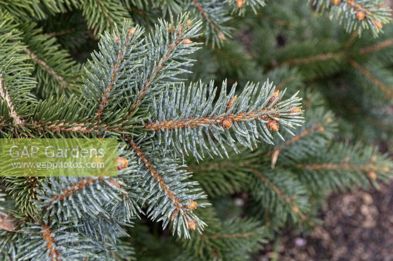 Picea pungens Glauca Group 'Oldenberg' Colorado spruce