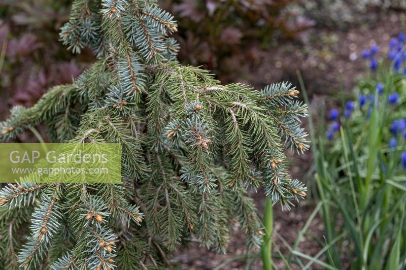 Picea pungens 'The Blues' Colorado blue spruce 