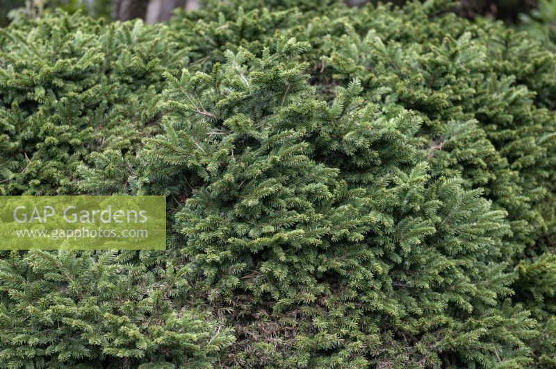 Picea abies 'Pumila Nigra' Norway spruce 