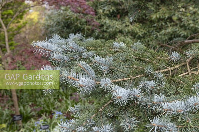 Picea pungens Glauca Group 'Hoopsii' Colorado spruce
