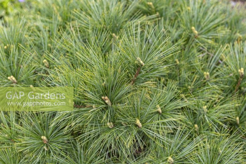 Pinus strobus 'Minima' Weymouth pine